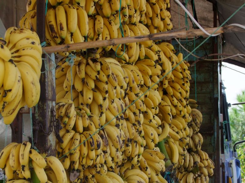bananas web.jpg